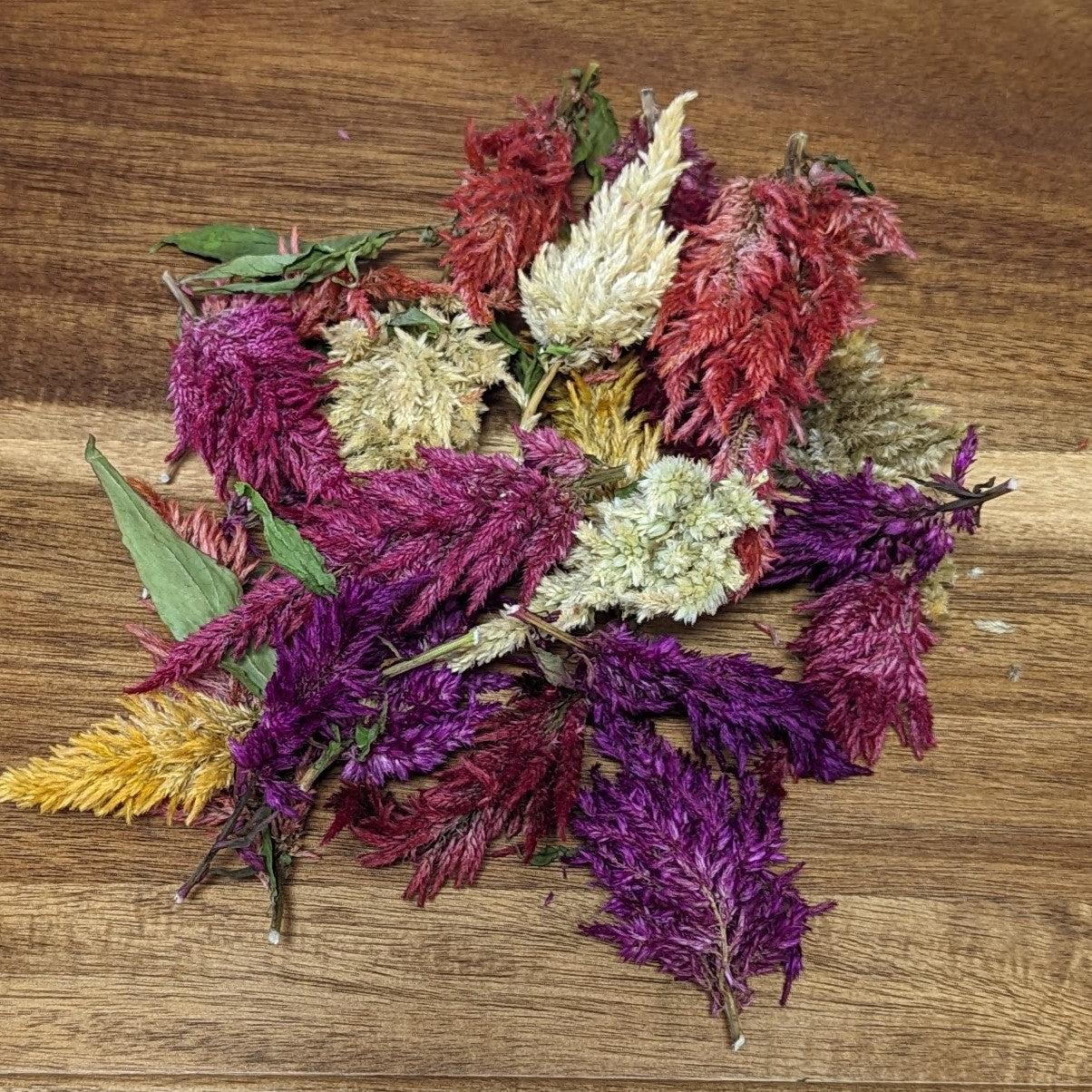 Celosia 'kimono Mix' - View 11 from www redcrocus com