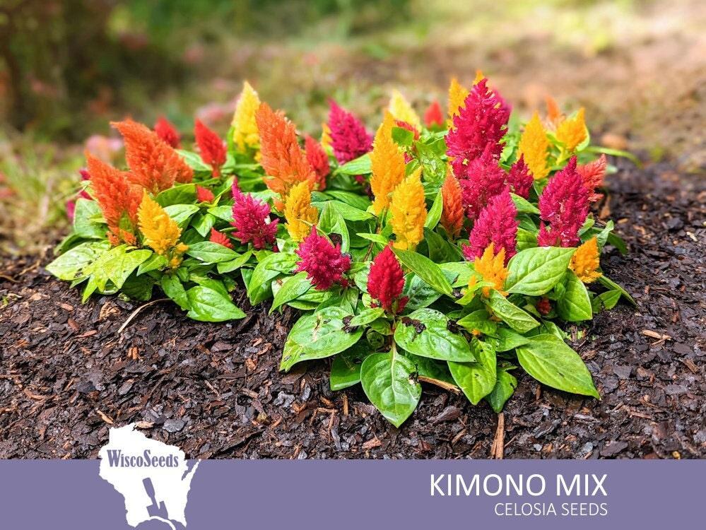 Celosia 'kimono Mix' - View 12 from www redcrocus com