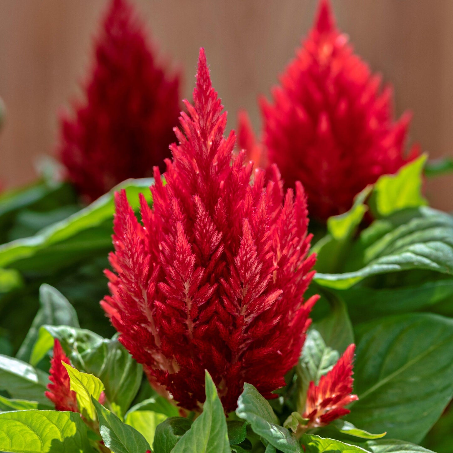Celosia 'kimono Mix' - View 13 from www redcrocus com
