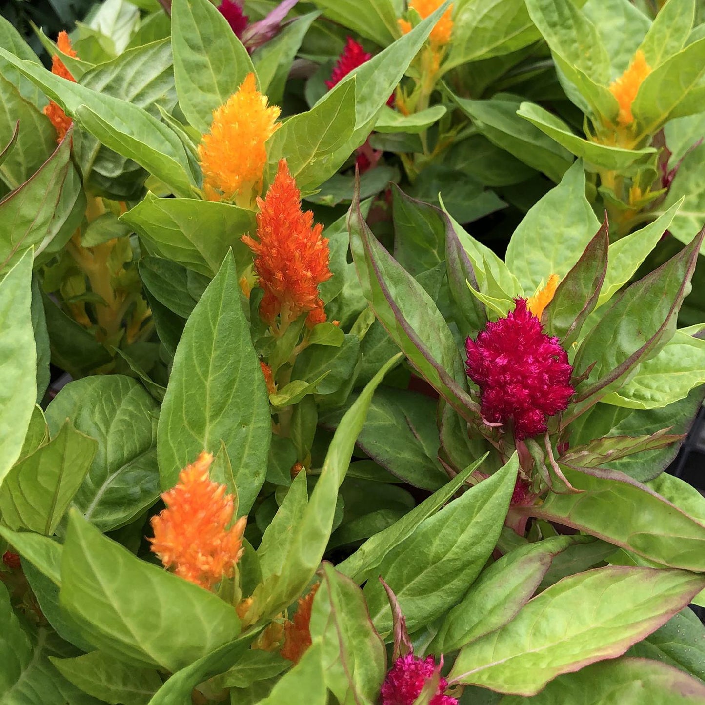 Celosia 'kimono Mix' - View 14 from www redcrocus com