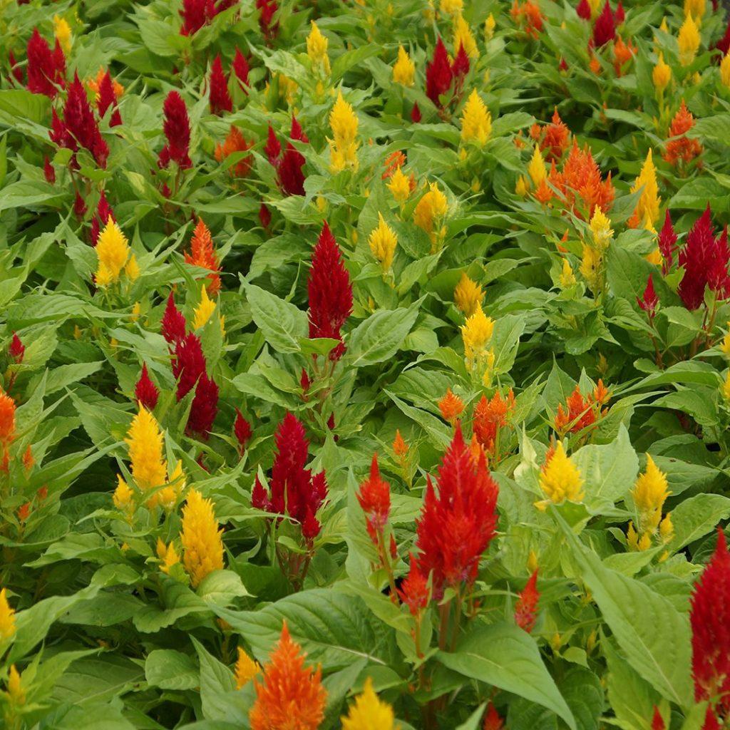 Celosia 'kimono Mix' - View 15 from www redcrocus com