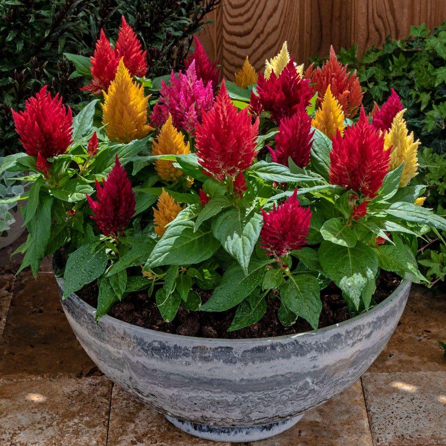 Celosia 'kimono Mix' - View 1 from www redcrocus com