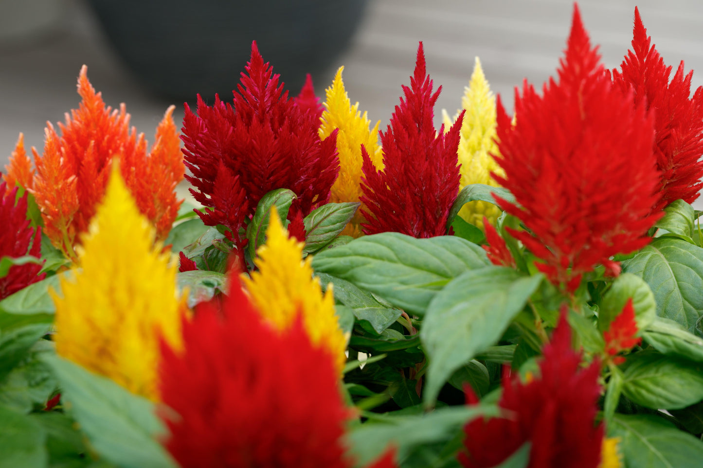 Celosia 'kimono Mix' - View 2 from www redcrocus com