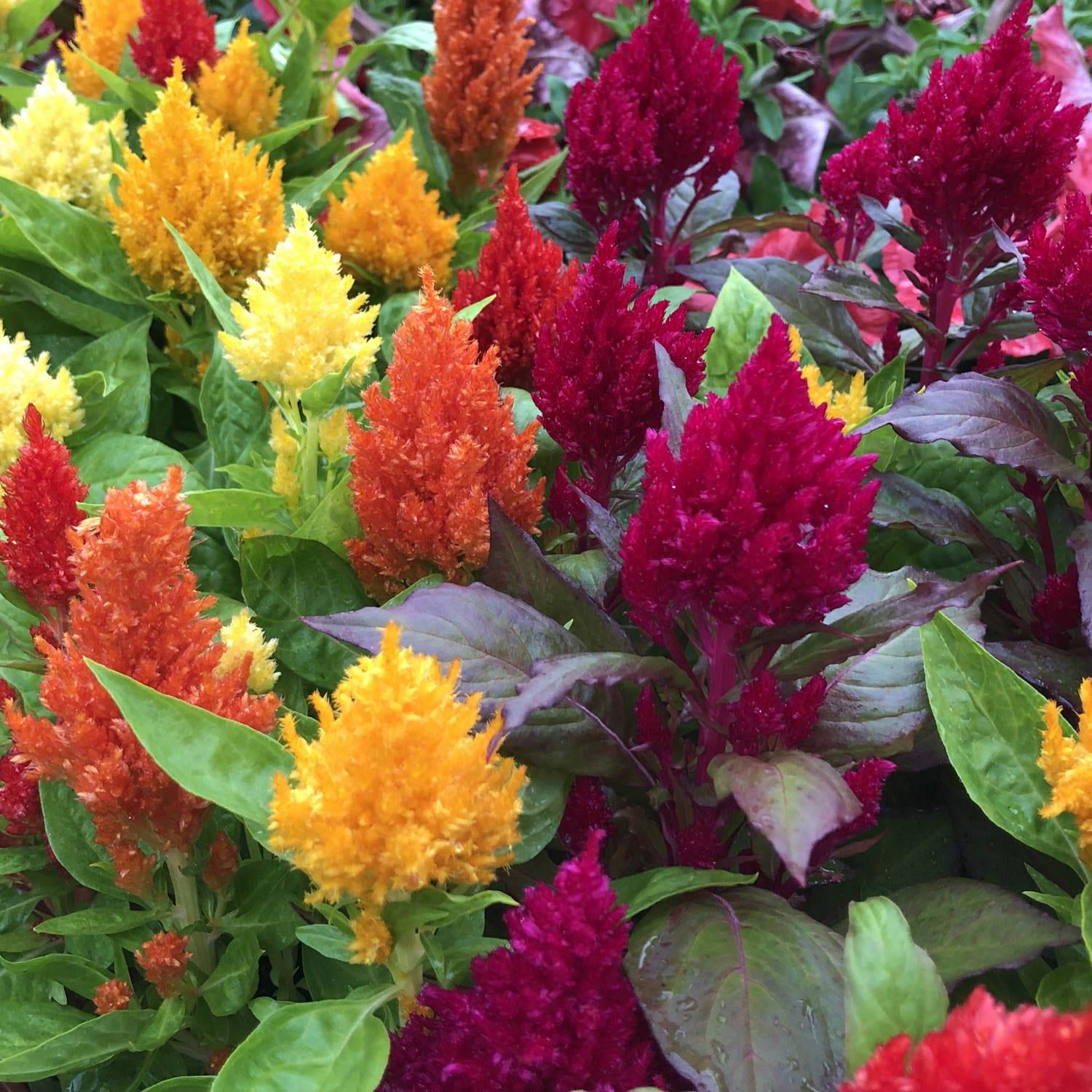 Celosia 'kimono Mix' - View 3 from www redcrocus com