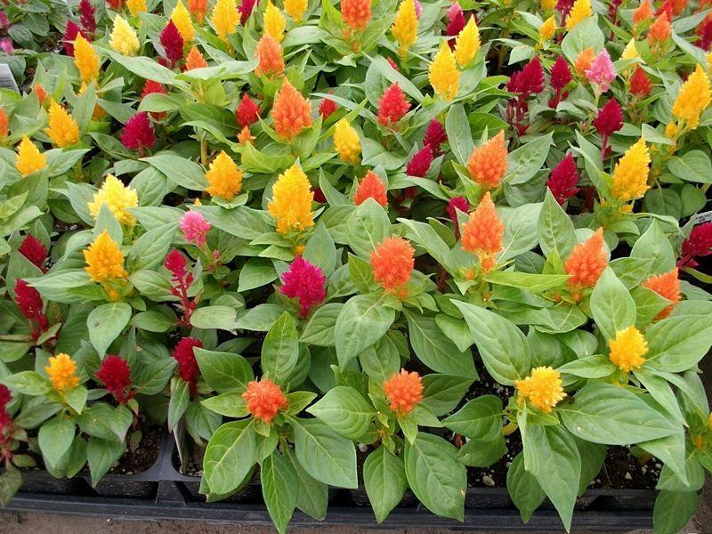 Celosia 'kimono Mix' - View 4 from www redcrocus com