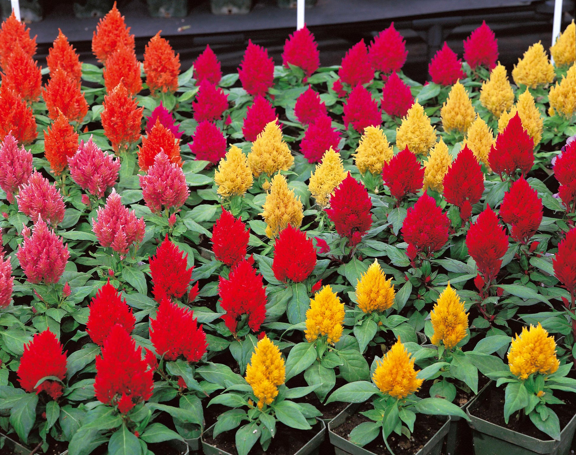 Celosia 'kimono Mix' - View 5 from www redcrocus com