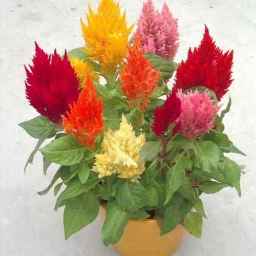 Celosia 'kimono Mix' - View 6 from www redcrocus com