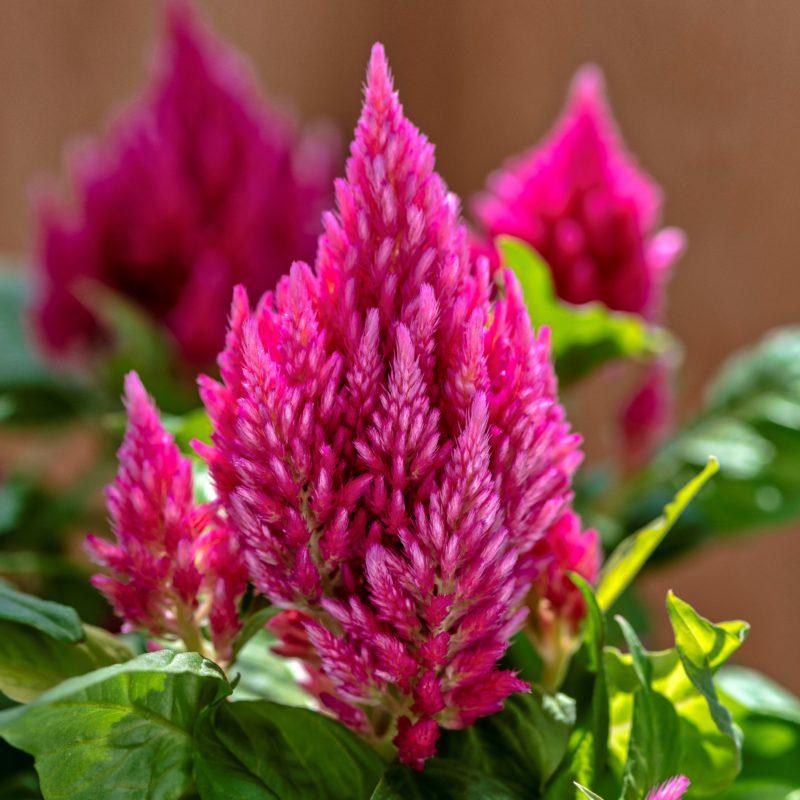 Celosia 'kimono Mix' - View 7 from www redcrocus com