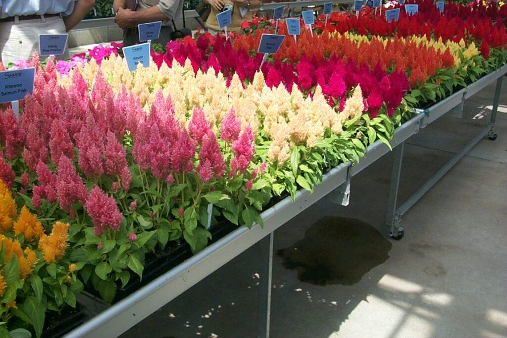 Celosia 'kimono Mix' - View 8 from www redcrocus com