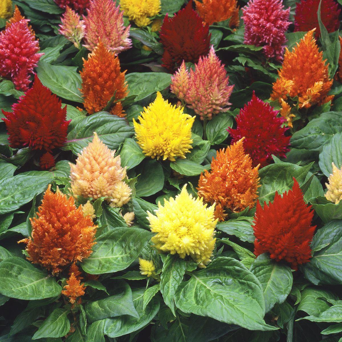 Celosia 'kimono Mix' - View 9 from www redcrocus com
