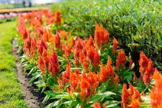 Celosia 'kelos Fire Orange' - View 1 from www redcrocus com