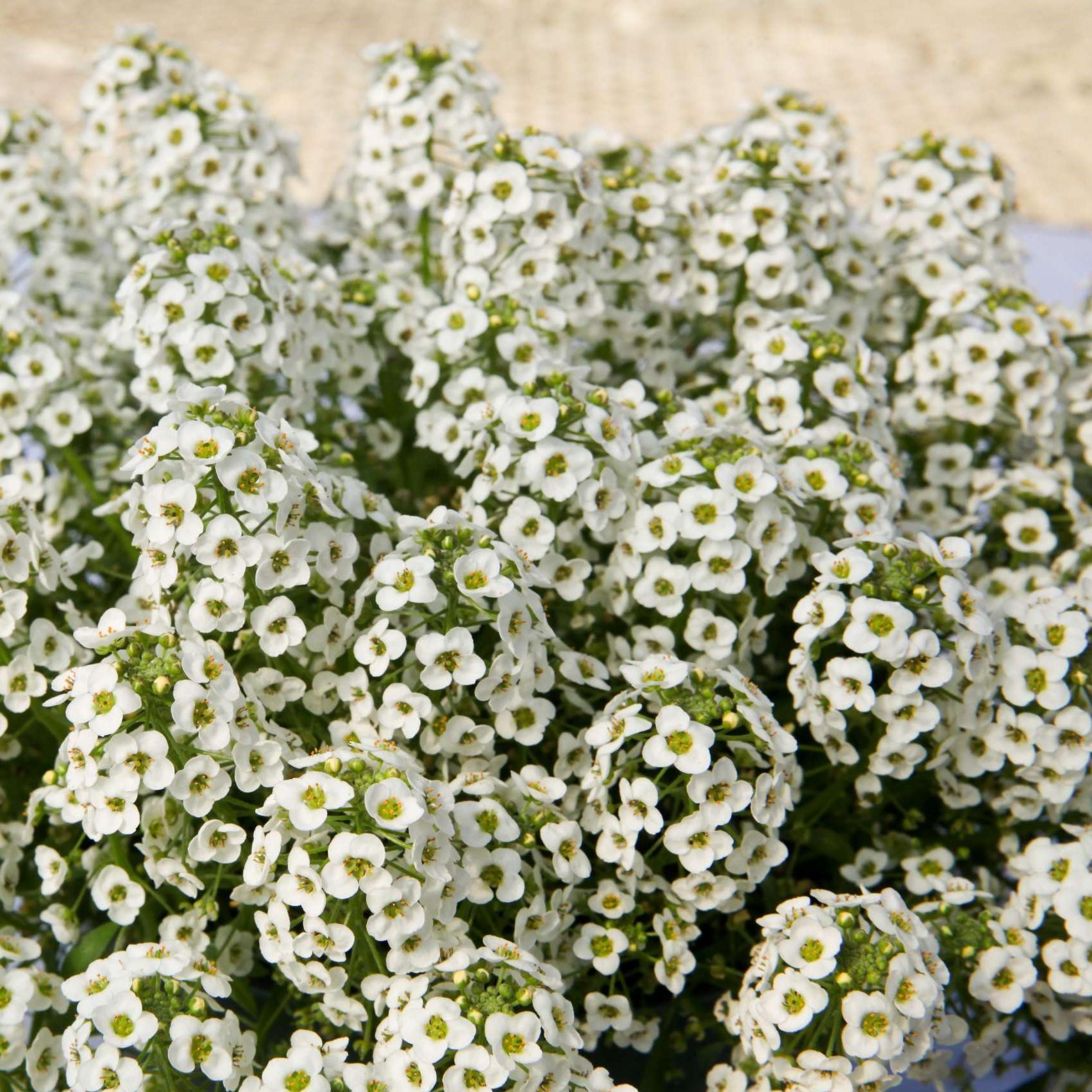 Lobularia 'white Stream' - View 14 from www redcrocus com