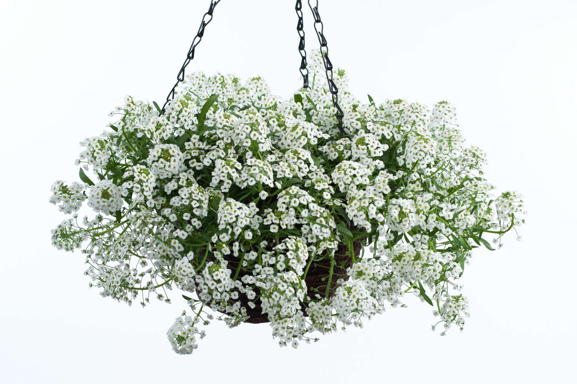 Lobularia 'white Stream' - View 18 from www redcrocus com