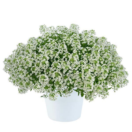 Lobularia 'white Stream' - View 1 from www redcrocus com