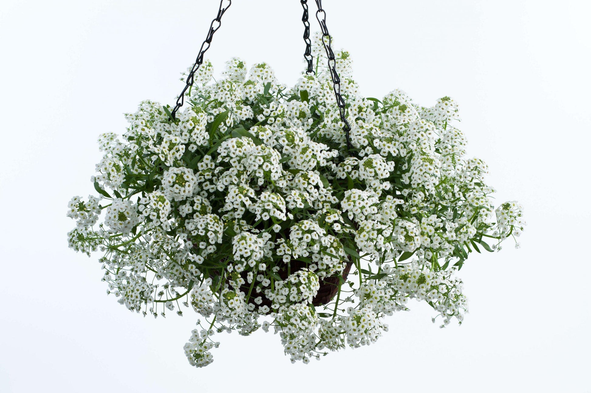 Lobularia 'white Stream' - View 7 from www redcrocus com