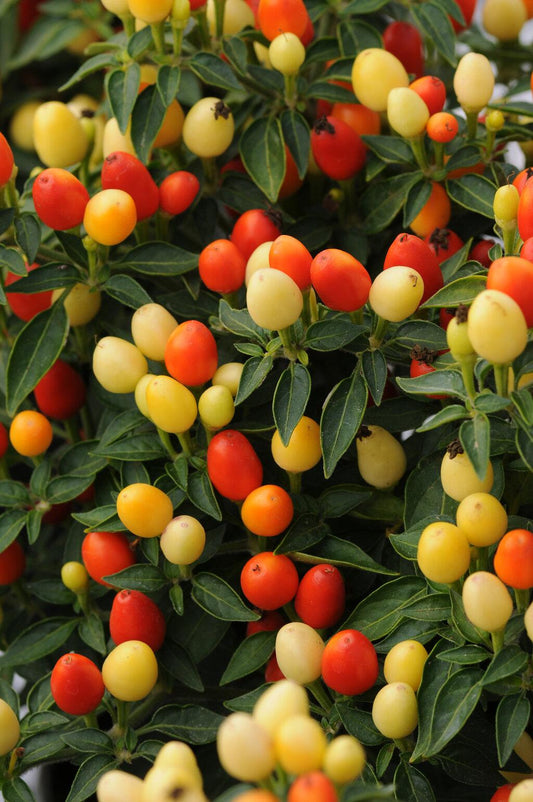 Pepper, Ornamental 'hot Pops Yellow' - View 1 from www redcrocus com