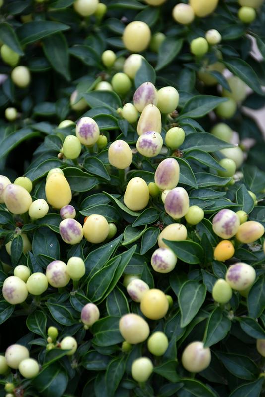 Pepper, Ornamental 'hot Pops Yellow' - View 2 from www redcrocus com
