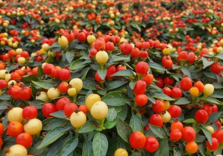 Pepper, Ornamental 'hot Pops Yellow' - View 4 from www redcrocus com