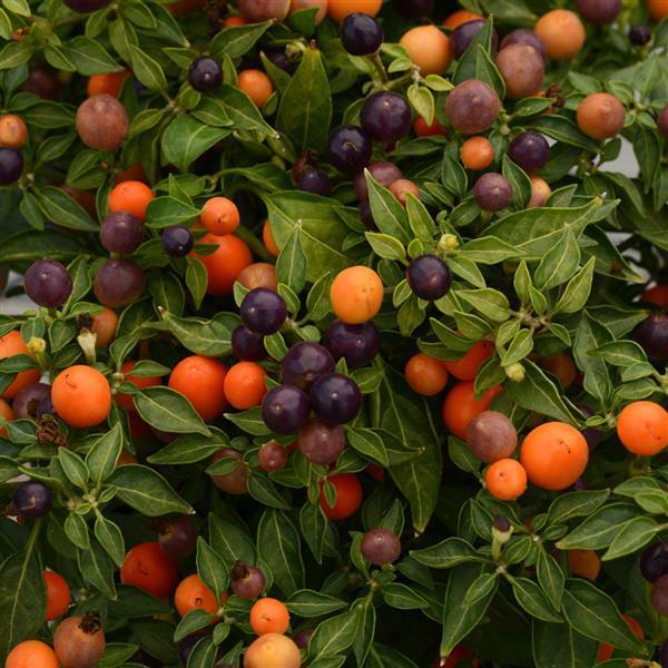 Pepper, Ornamental 'hot Pops Yellow' - View 5 from www redcrocus com