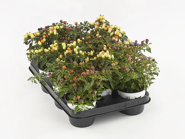 Pepper, Ornamental 'hot Pops Yellow' - View 6 from www redcrocus com