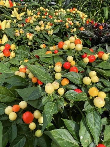 Pepper, Ornamental 'hot Pops Yellow' - View 7 from www redcrocus com