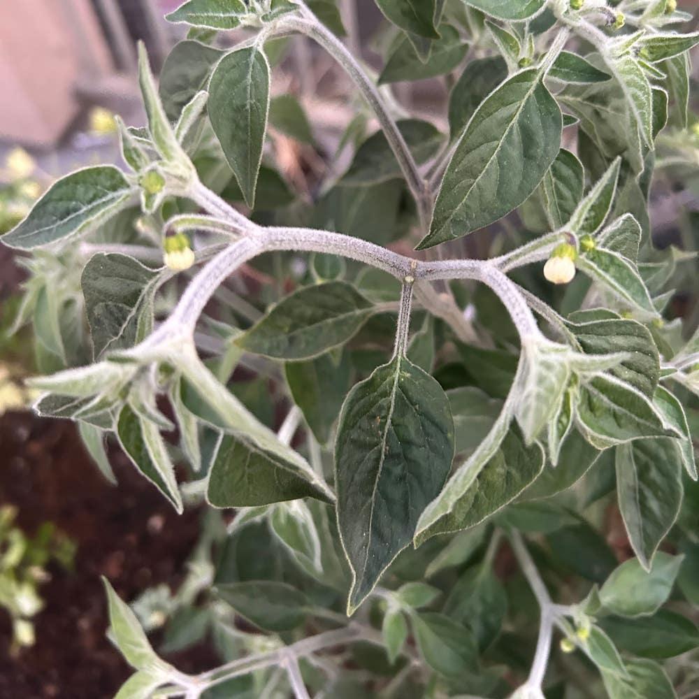 Pepper, Ornamental 'hot Pops Yellow' - View 8 from www redcrocus com