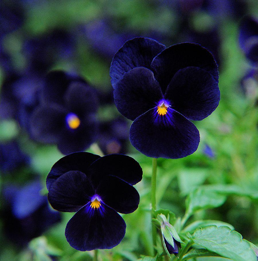 Viola 'sorbet Black Delight' - View 10 from www redcrocus com