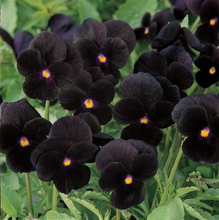 Viola 'sorbet Black Delight' - View 14 from www redcrocus com
