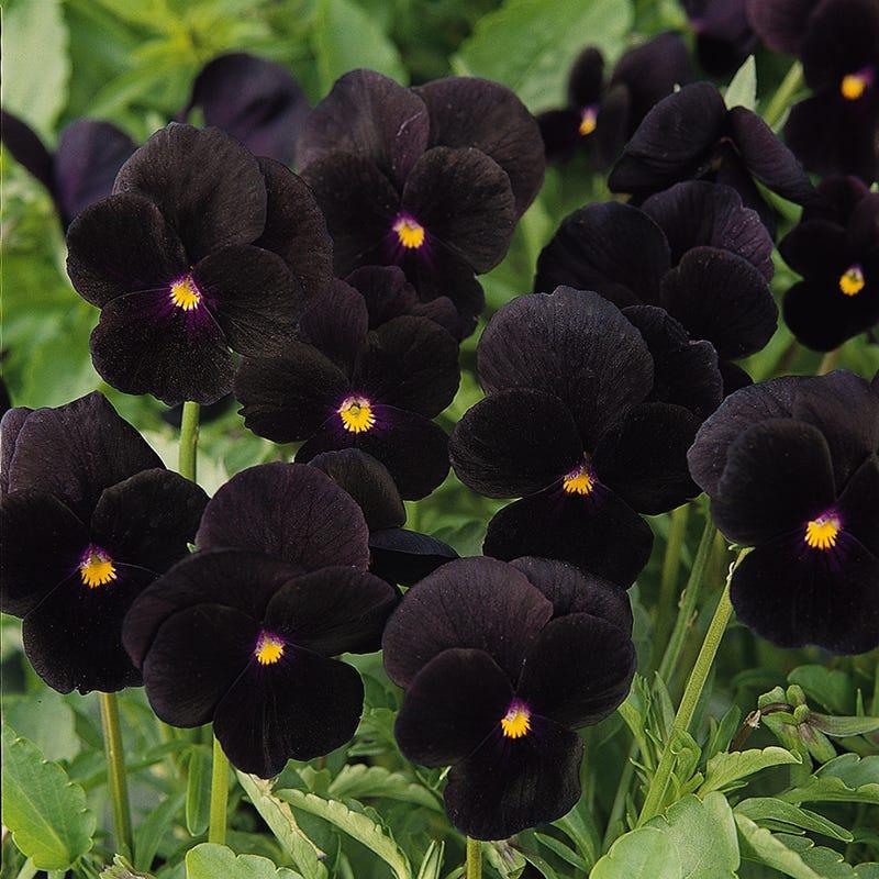 Viola 'sorbet Black Delight' - View 15 from www redcrocus com