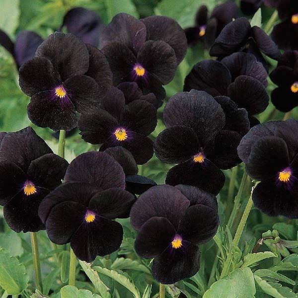 Viola 'sorbet Black Delight' - View 1 from www redcrocus com
