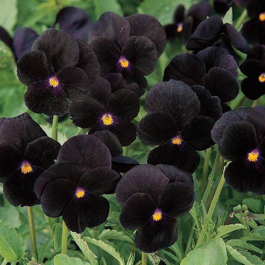 Viola 'sorbet Black Delight' - View 1 from www redcrocus com