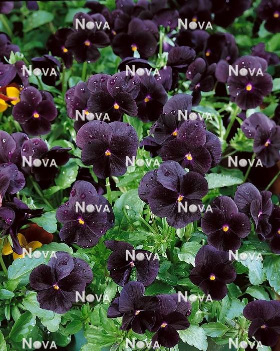 Viola 'sorbet Black Delight' - View 21 from www redcrocus com