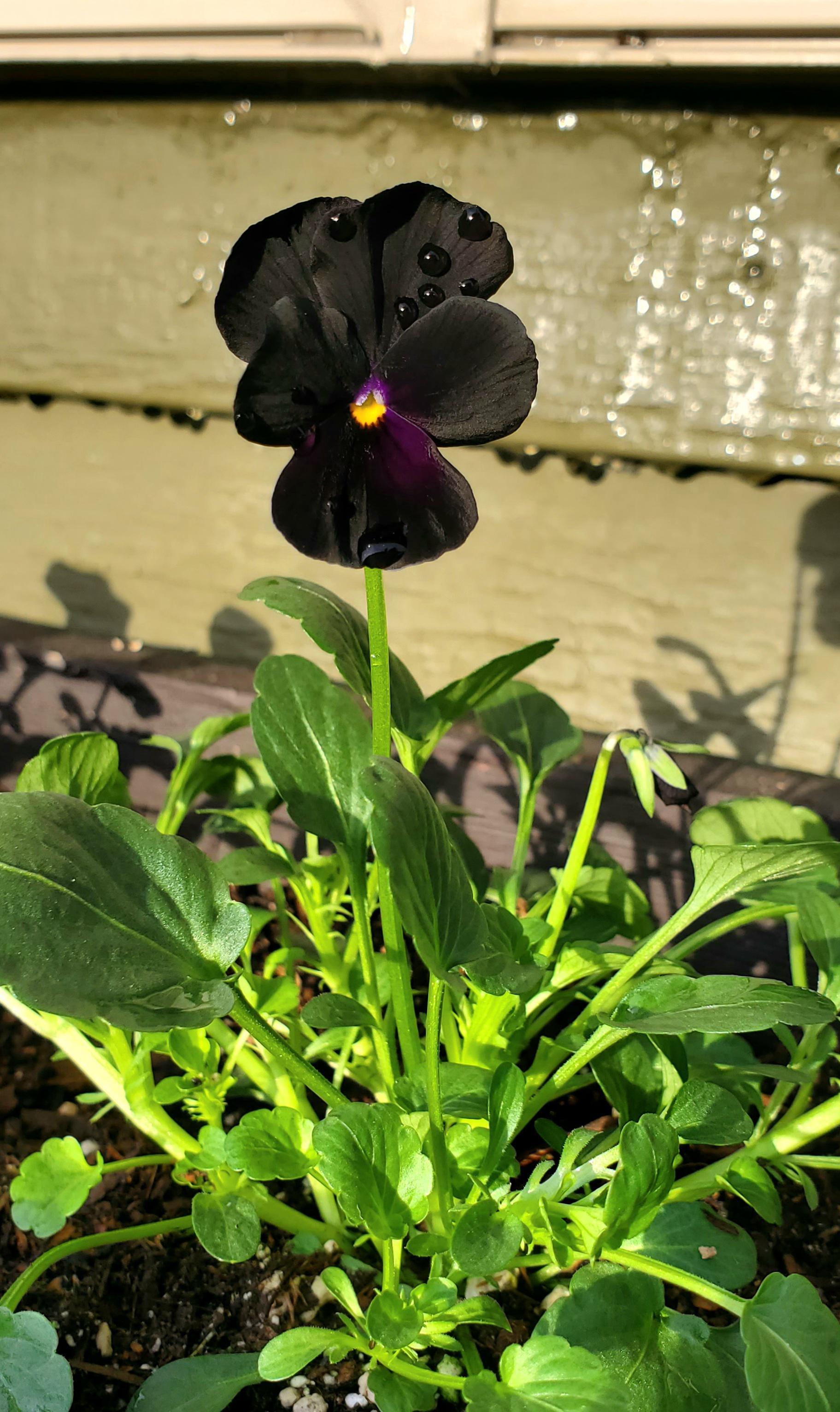 Viola 'sorbet Black Delight' - View 22 from www redcrocus com
