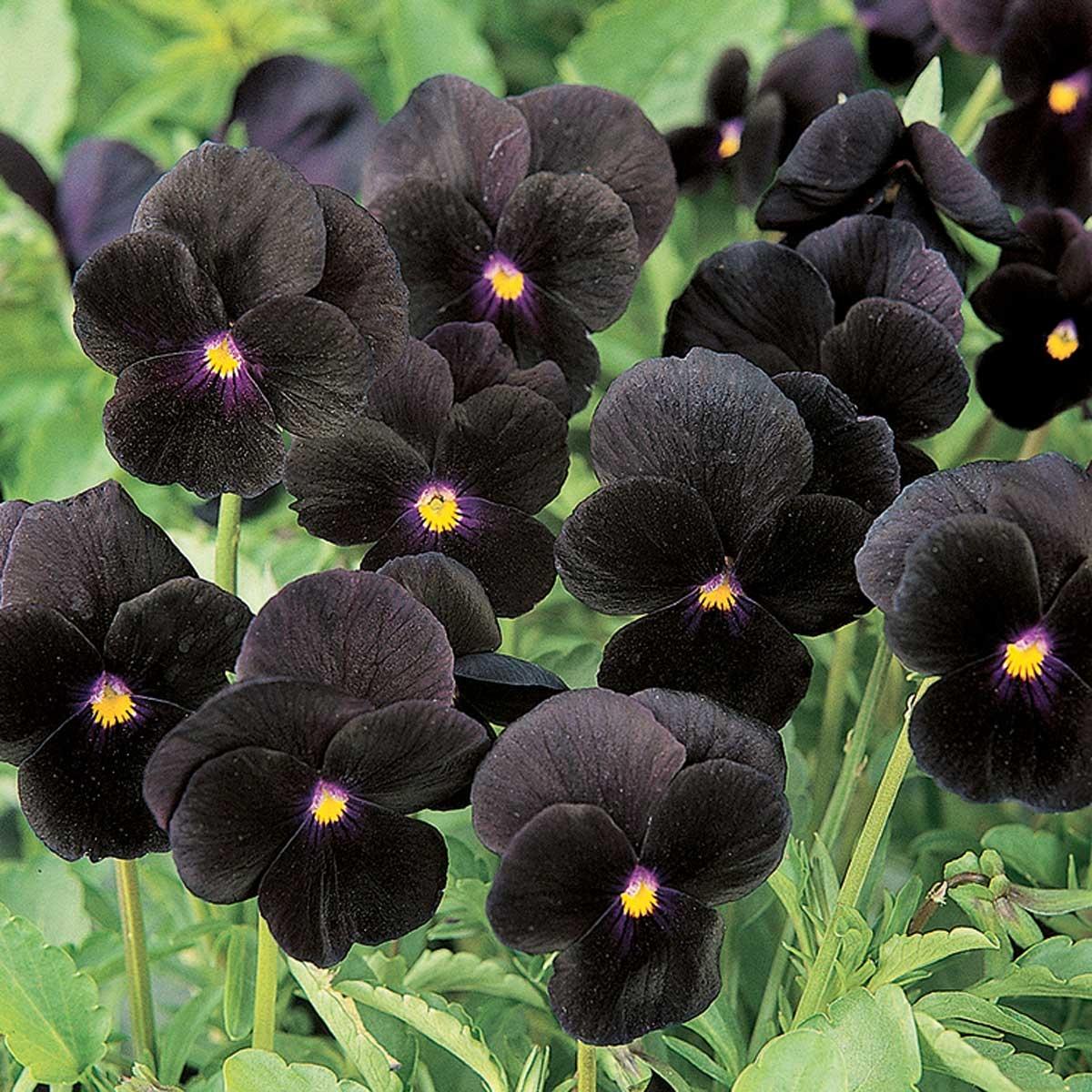 Viola 'sorbet Black Delight' - View 24 from www redcrocus com