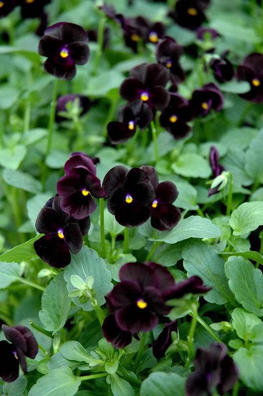 Viola 'sorbet Black Delight' - View 2 from www redcrocus com