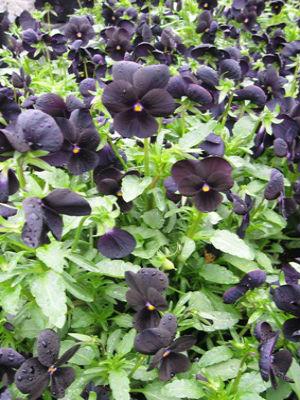 Viola 'sorbet Black Delight' - View 6 from www redcrocus com
