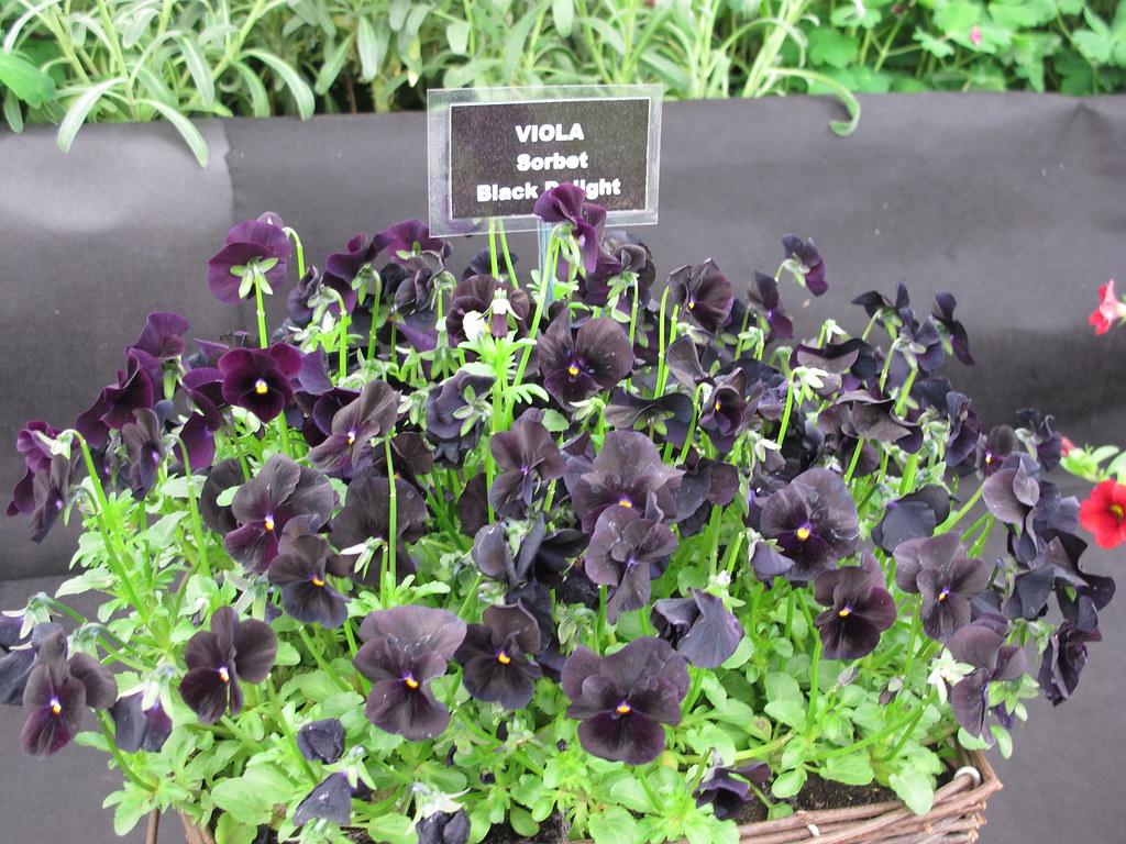 Viola 'sorbet Black Delight' - View 7 from www redcrocus com