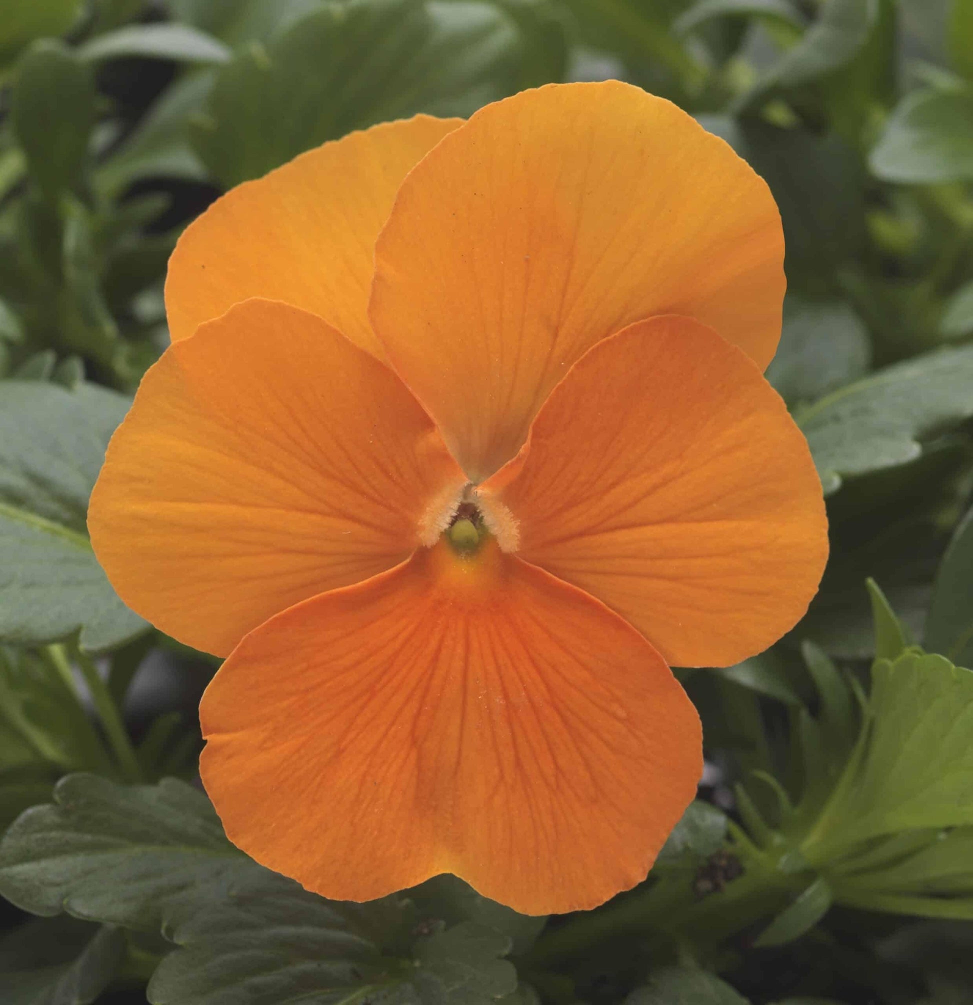 Viola Cornuta 'sorbet Xp Deep Orange' - View 12 from www redcrocus com