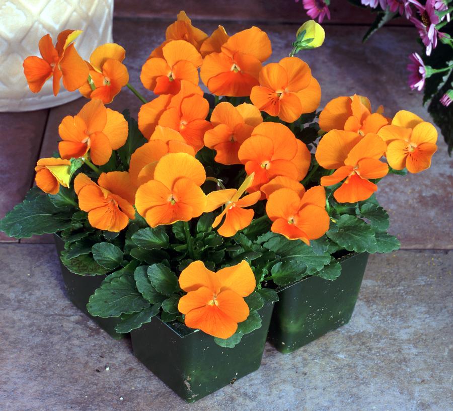 Viola Cornuta 'sorbet Xp Deep Orange' - View 17 from www redcrocus com