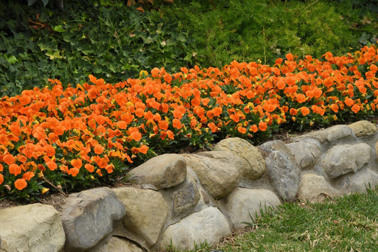 Viola Cornuta 'sorbet Xp Deep Orange' - View 1 from www redcrocus com