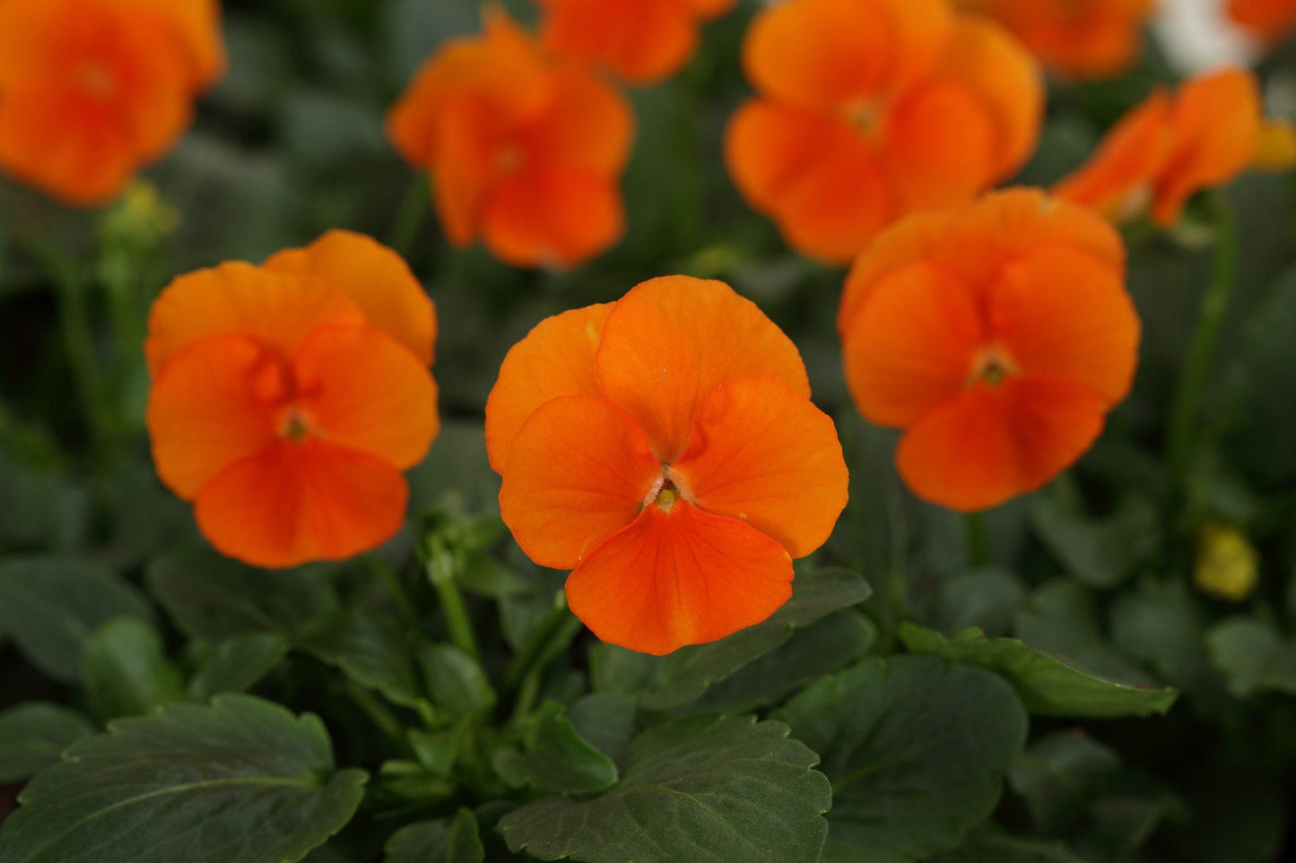 Viola Cornuta 'sorbet Xp Deep Orange' - View 2 from www redcrocus com