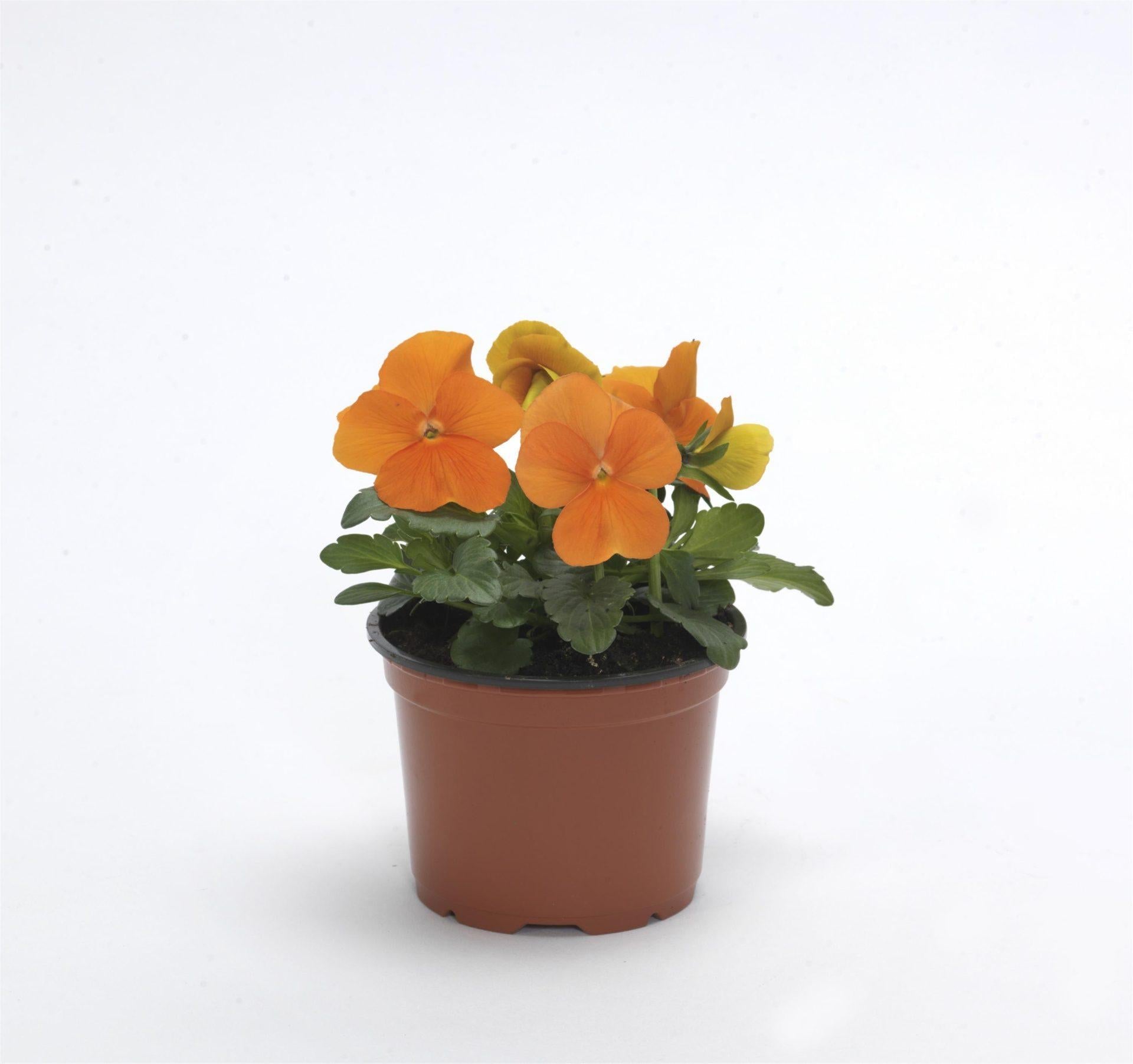 Viola Cornuta 'sorbet Xp Deep Orange' - View 3 from www redcrocus com