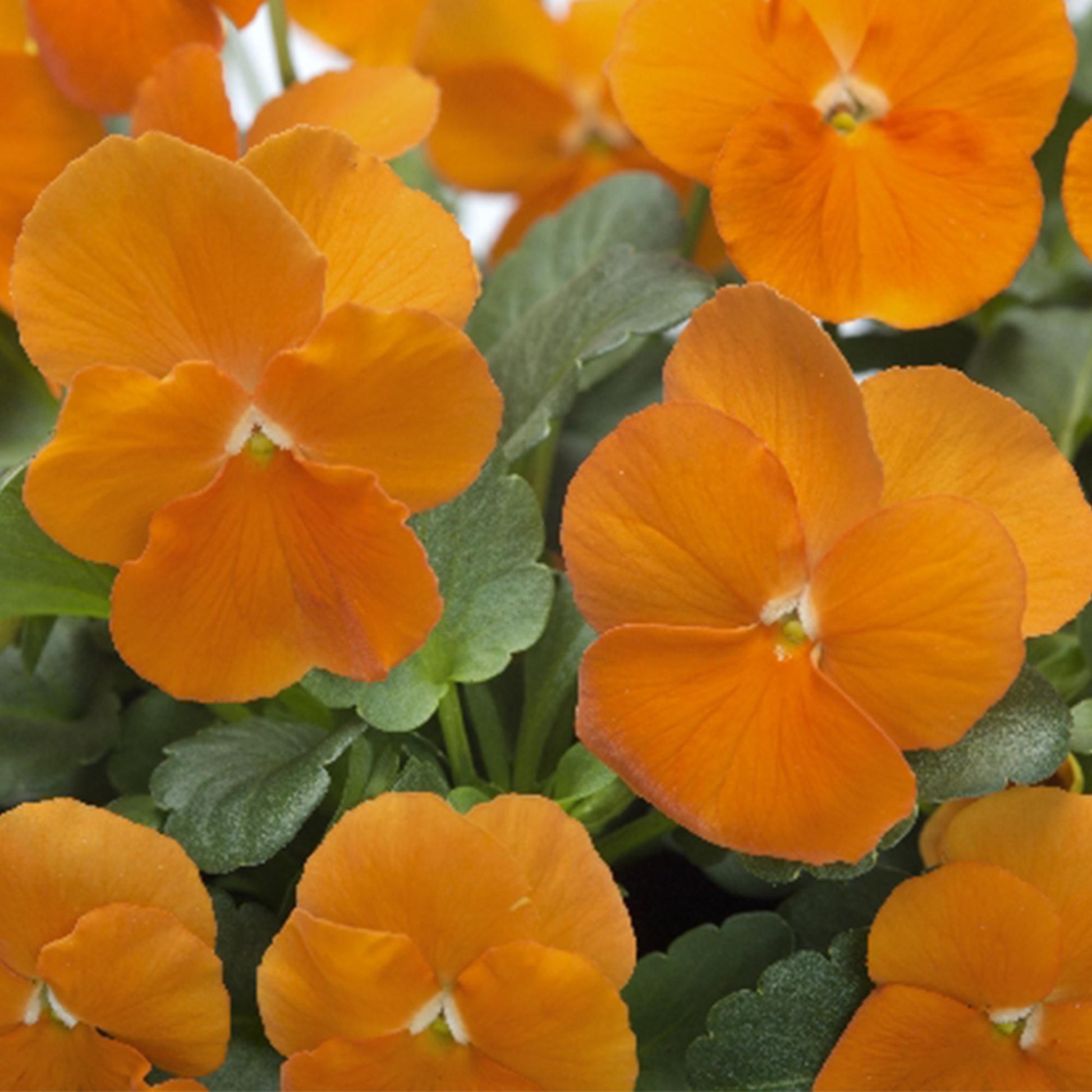 Viola Cornuta 'sorbet Xp Deep Orange' - View 6 from www redcrocus com