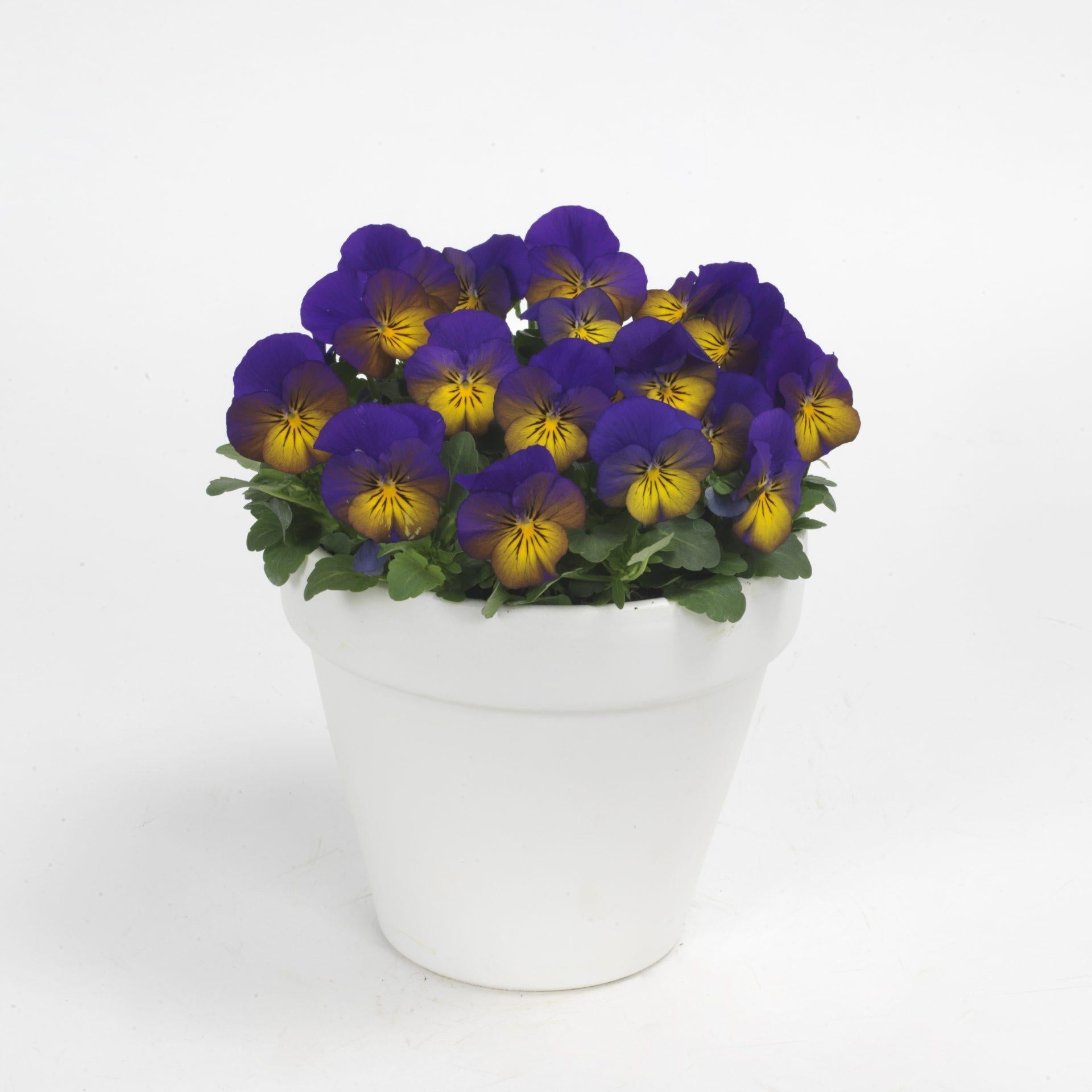 Viola Cornuta 'sorbet Xp Morpho' - View 10 from www redcrocus com
