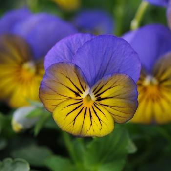 Viola Cornuta 'sorbet Xp Morpho' - View 15 from www redcrocus com