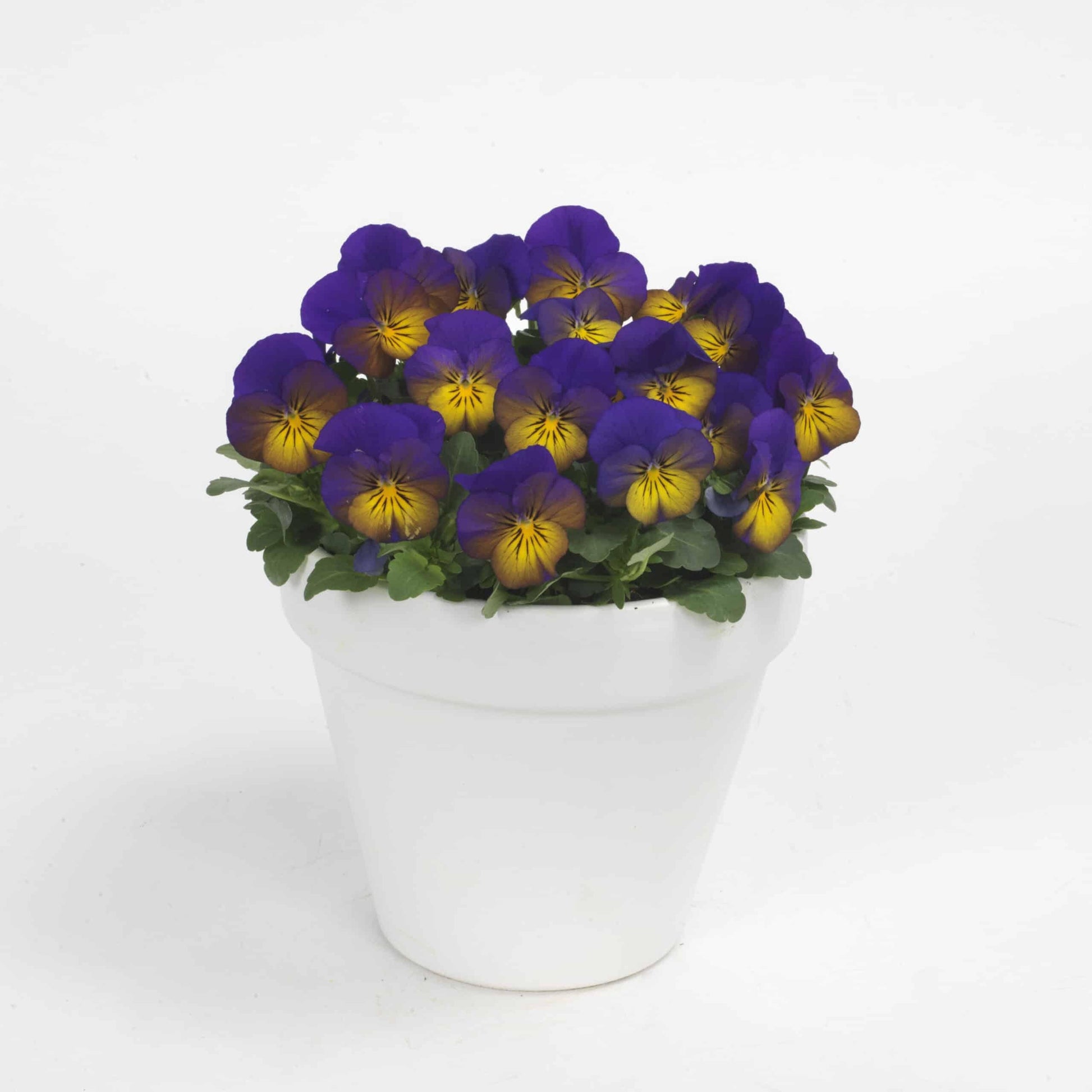 Viola Cornuta 'sorbet Xp Morpho' - View 18 from www redcrocus com