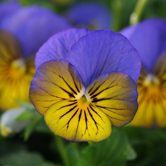 Viola Cornuta 'sorbet Xp Morpho' - View 1 from www redcrocus com