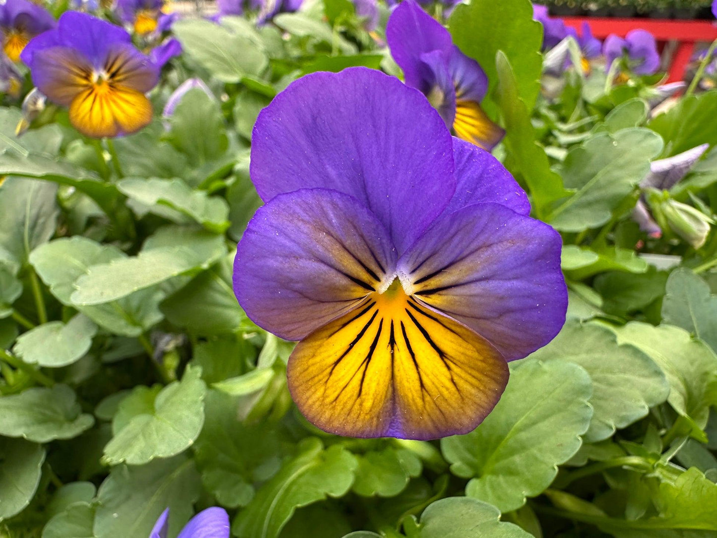 Viola Cornuta 'sorbet Xp Morpho' - View 4 from www redcrocus com