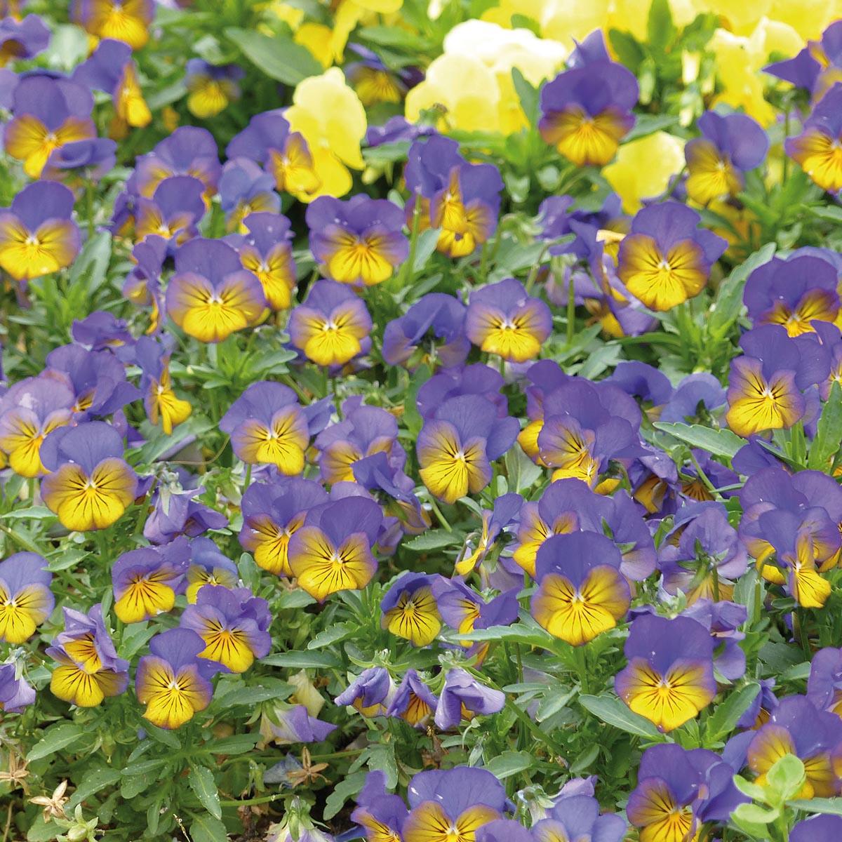 Viola Cornuta 'sorbet Xp Morpho' - View 6 from www redcrocus com