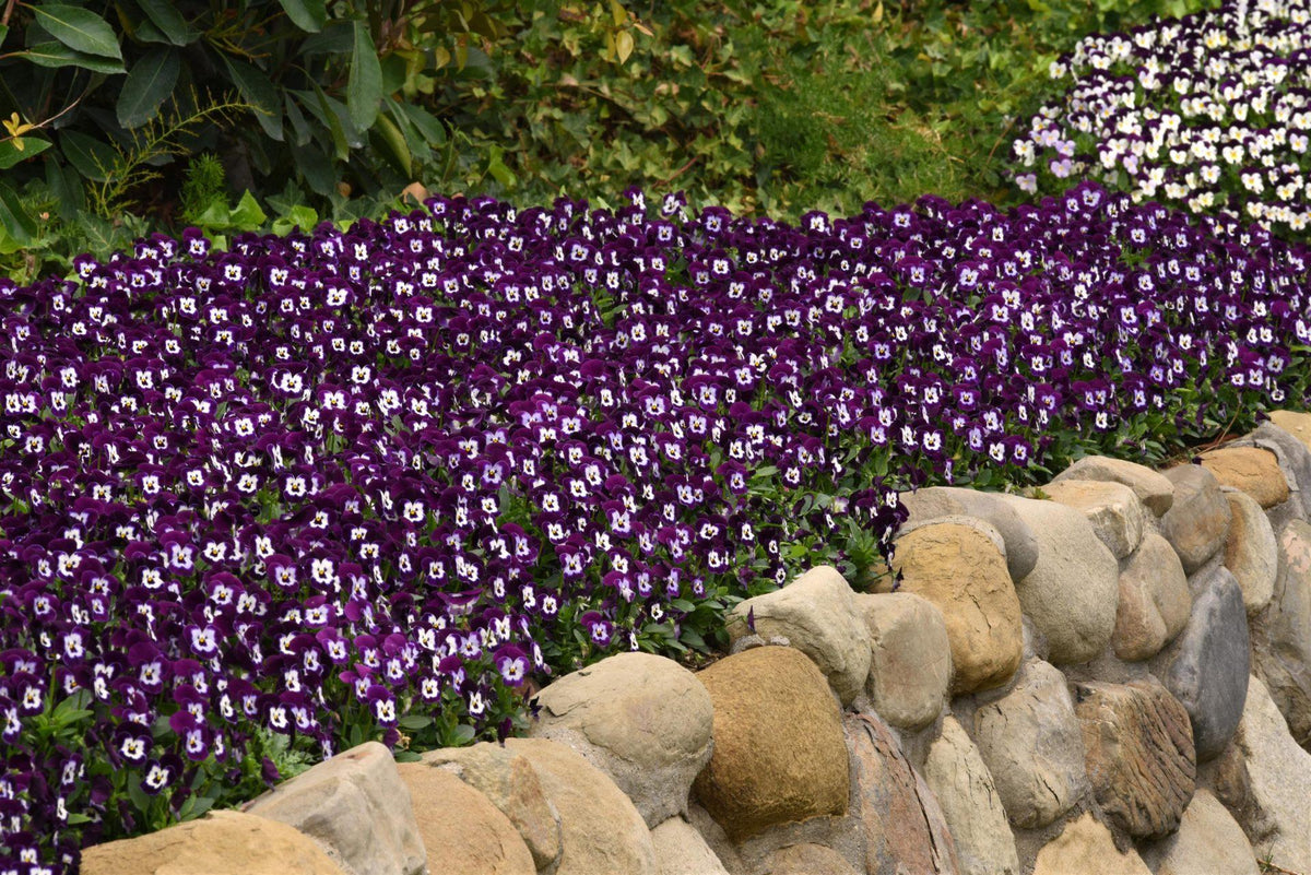 Viola Cornuta 'sorbet Xp Purple' - View 11 from www redcrocus com